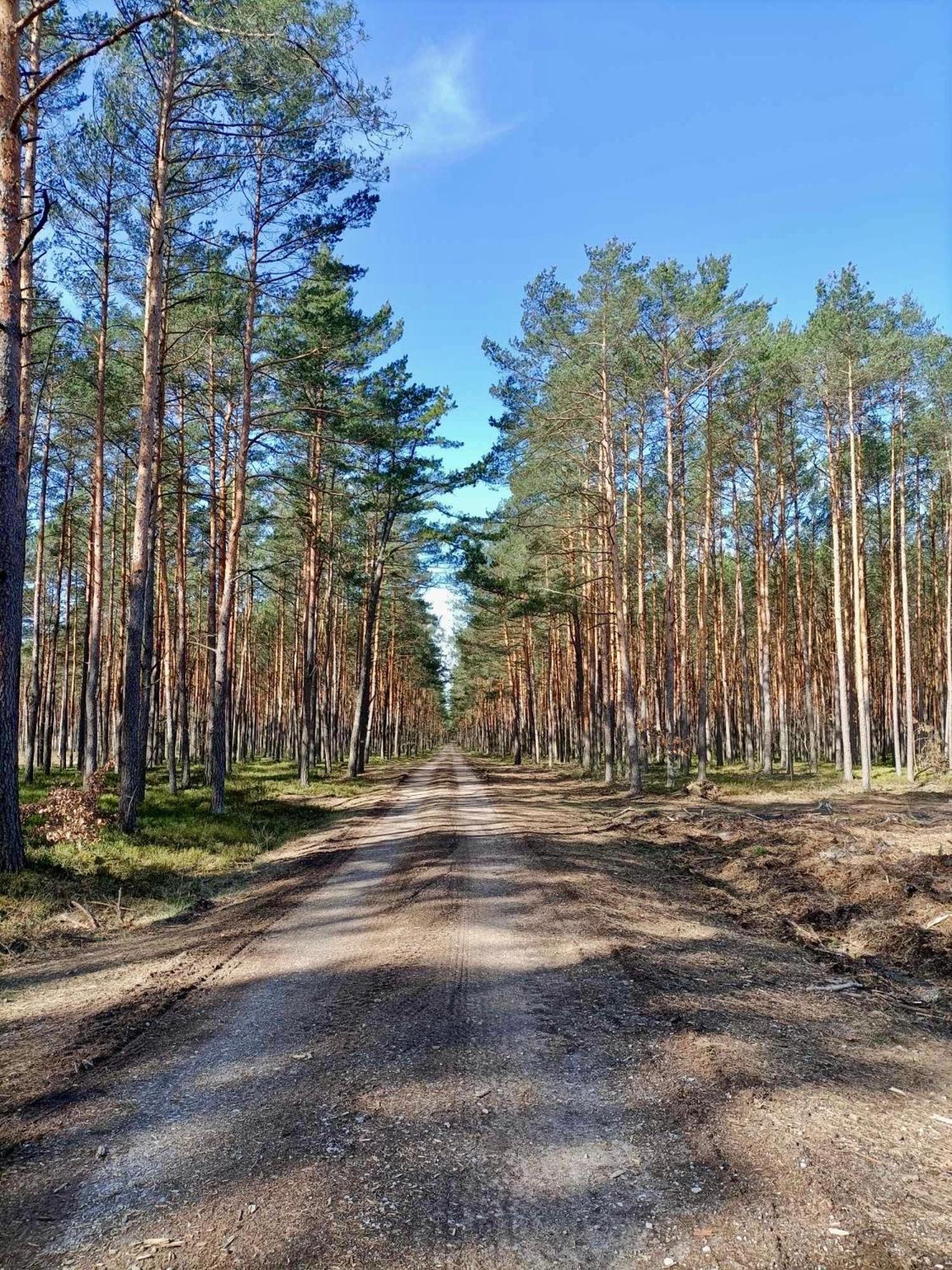 Lesniczowka Villa Rzadza Eksteriør bilde